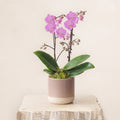 Mini Double Pink Orchid