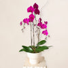 Magenta Orchid