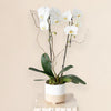 White Orchid