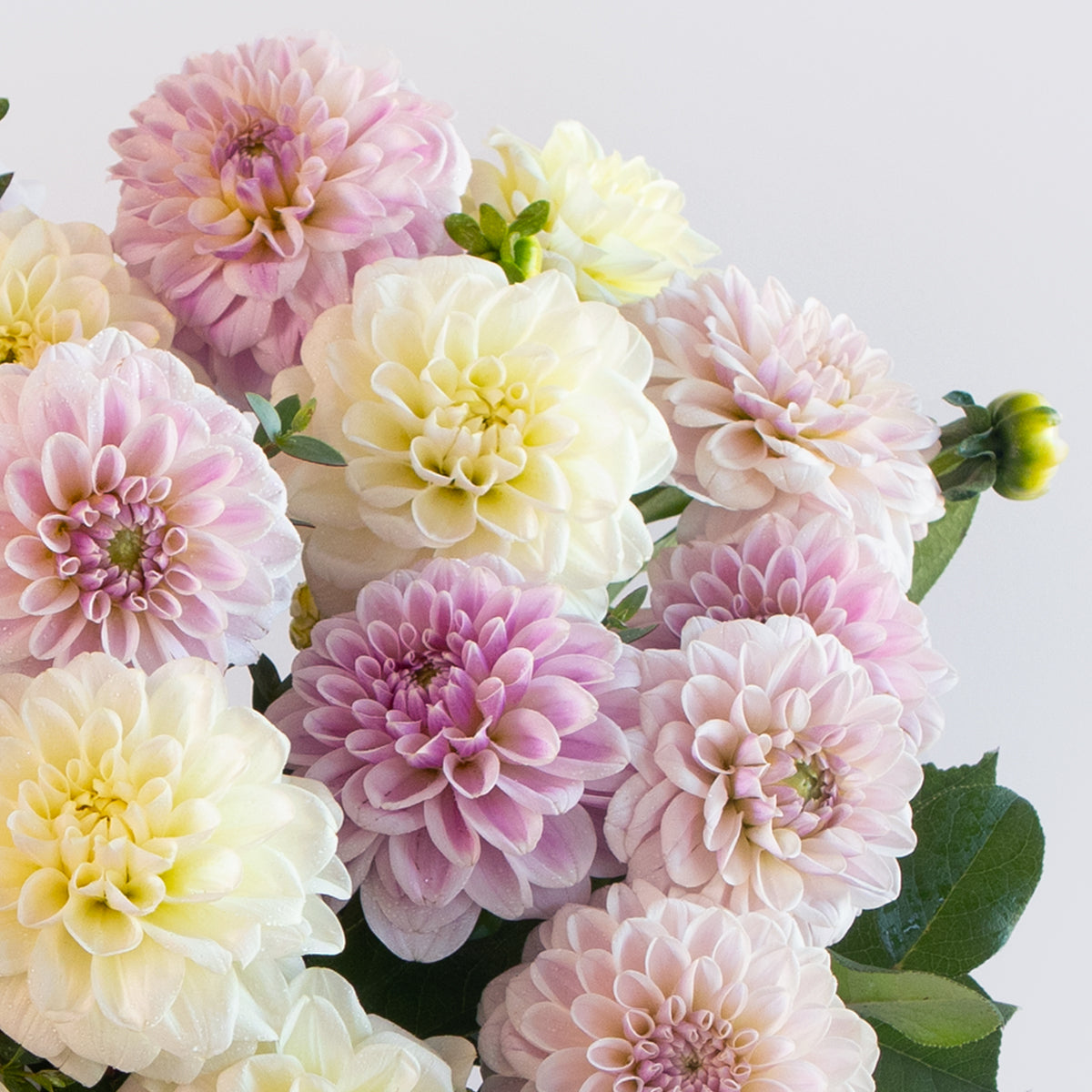 Dahlia Sweet and Loving Vase Arrangement