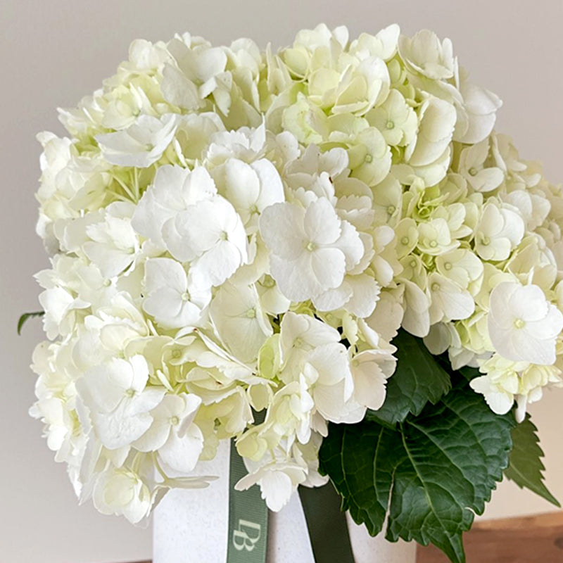 Talia Hydrangea Fresh Vase Arrangement