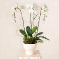 White Orchid