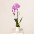 Pink Orchid