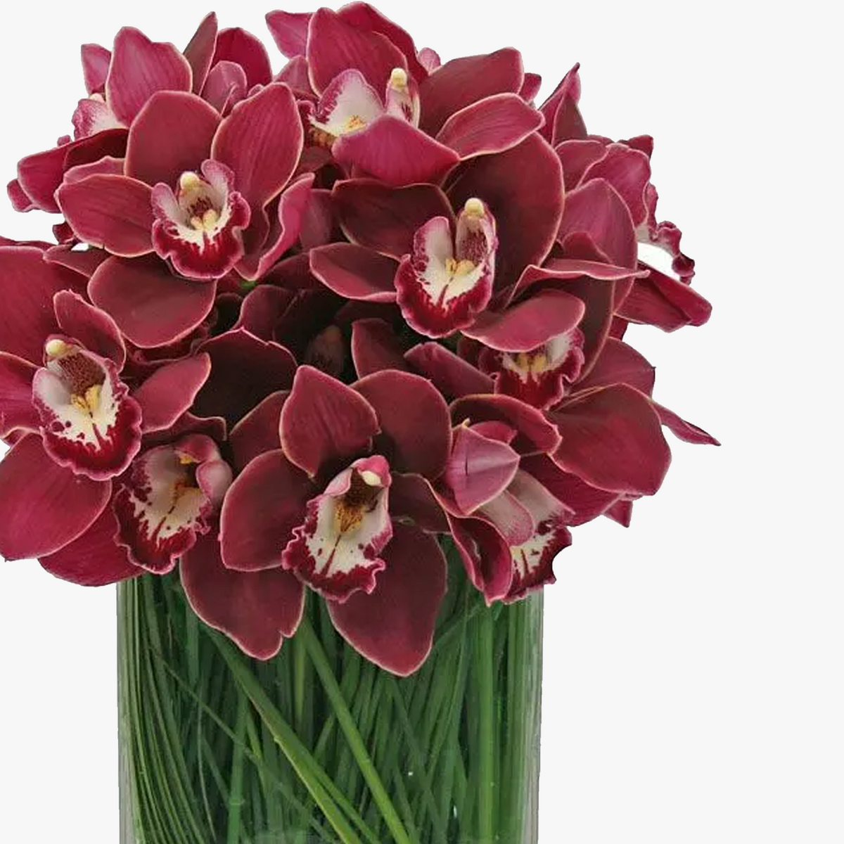 20 Cymbidium Orchid