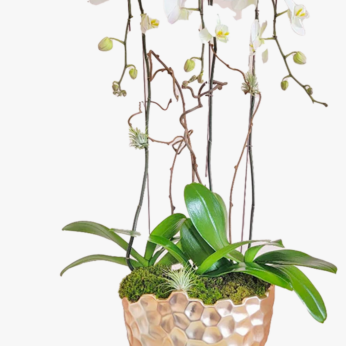 Celestial White Orchids