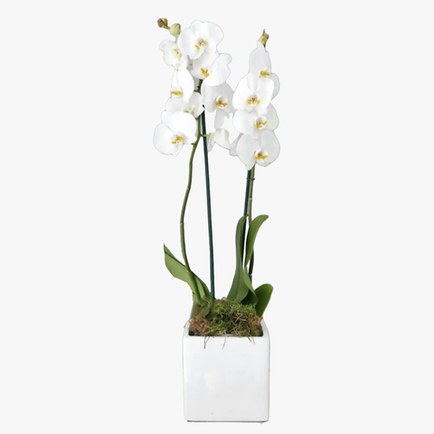 Orchid Plant Special