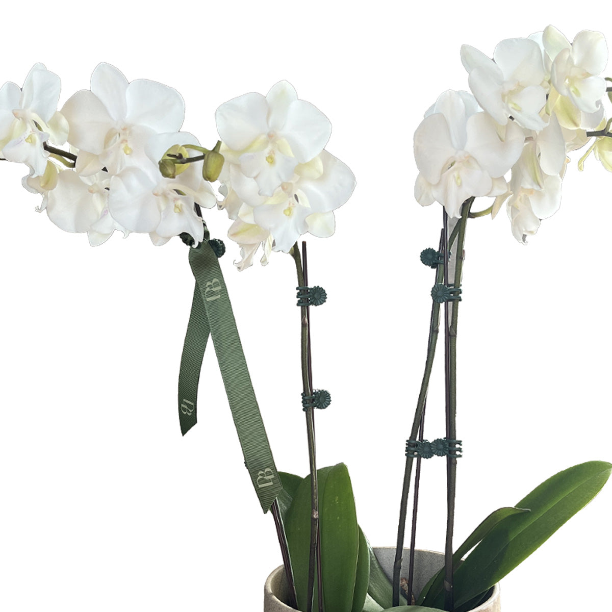 Potted Orchid Arrangement