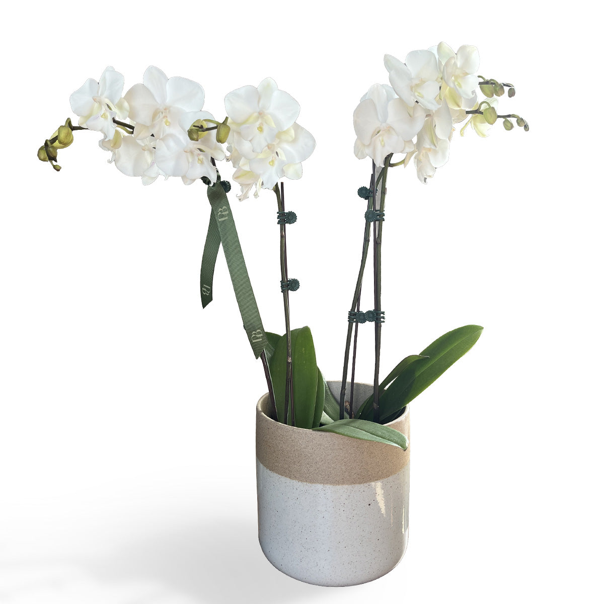 Palawan Double Orchid Vase Arrangement