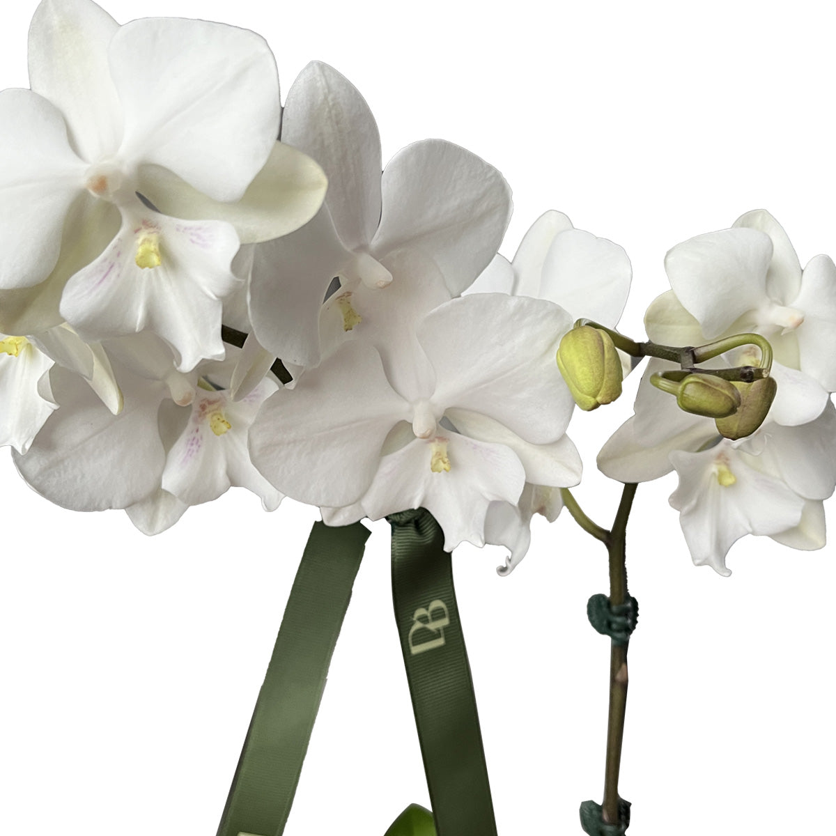 Palawan Orchid Vase Arrangement