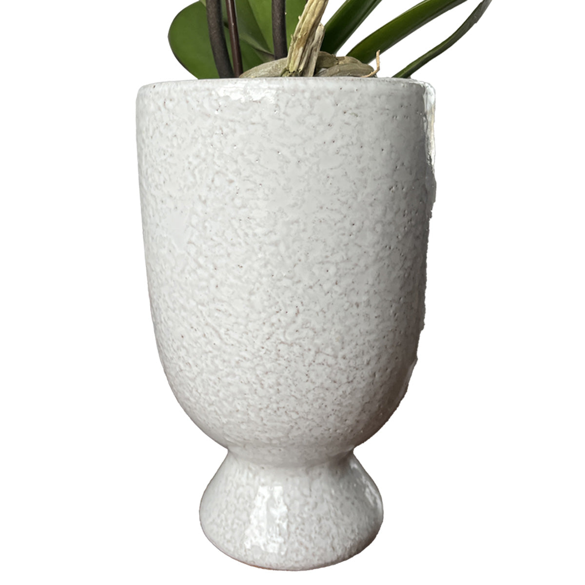 Palawan Orchid Vase Arrangement