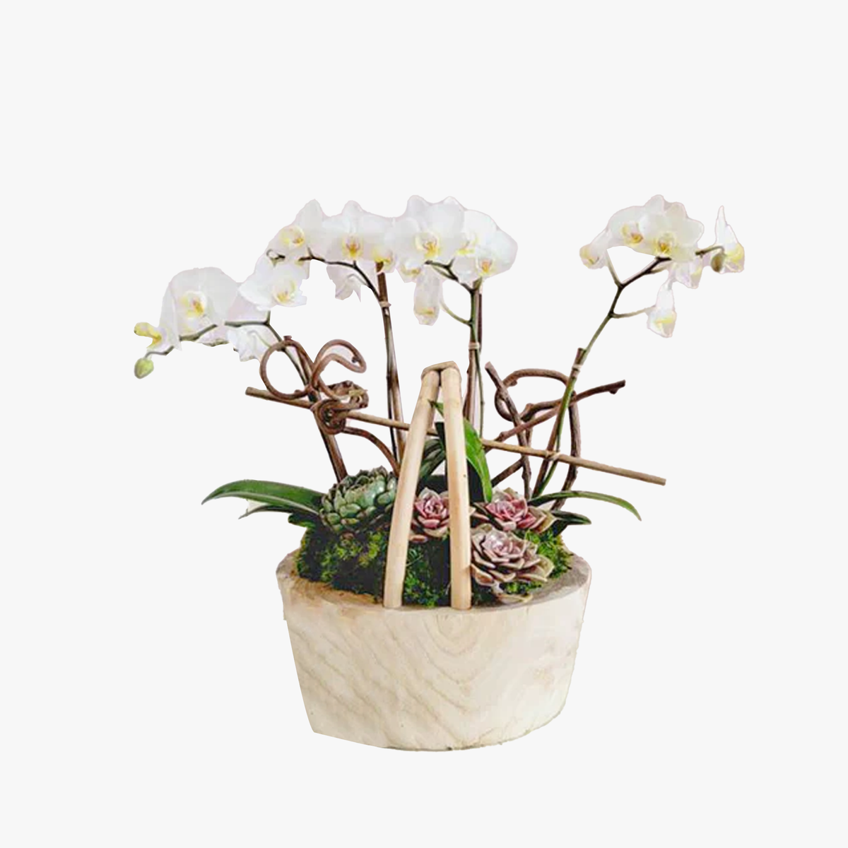 White Orchids Marvel