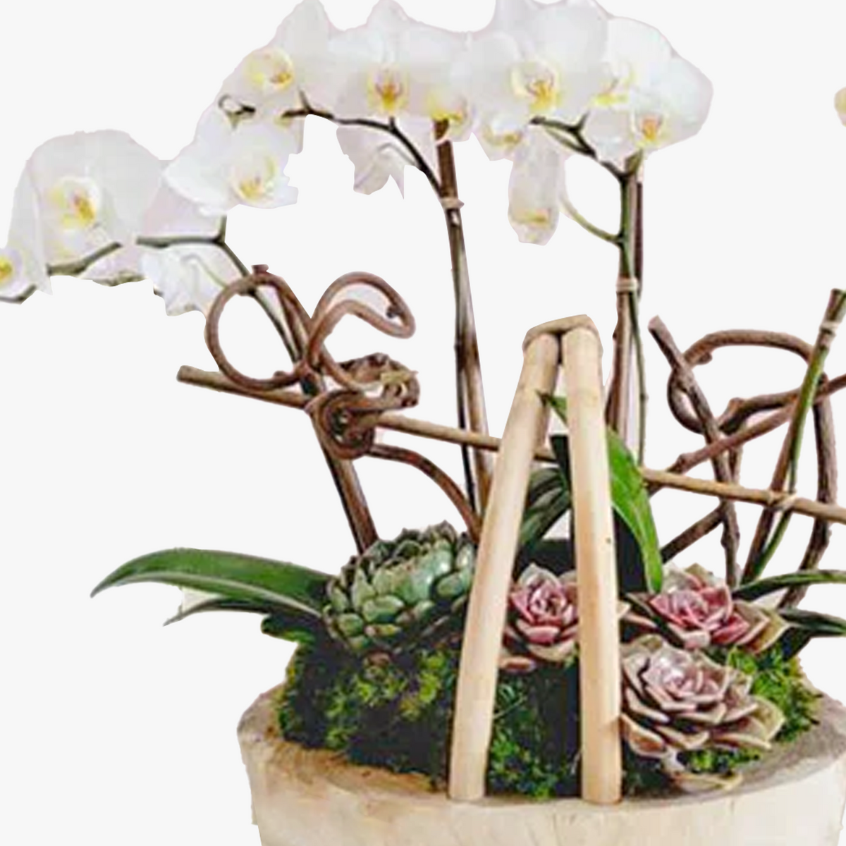 White Orchids Marvel